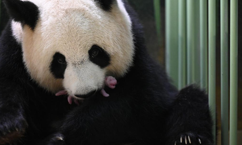 Huan Huan, a giant panda, is seen with one of its newly born twin cubs at the Beauval Zoo in Saint-Aignan, central France, Aug. 2, 2021. Huan Huan gave birth to twin cubs early Monday, announced the zoo. (Beauval Zoo/Handout via Xinhua)