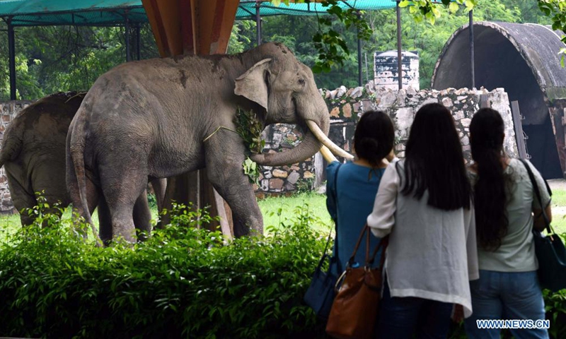 Visitors stand in front of the elephant enclosure at the Delhi Zoo in India, Aug. 1, 2021. The Delhi Zoo reopened to the public and provided online ticket booking service to visitors. (Xinhua/Partha Sarkar)

