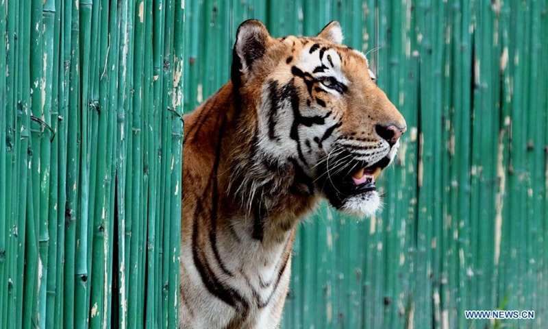 Photo taken on Aug. 1, 2021 shows a Royal Bengal tiger at the Delhi Zoo in India. The Delhi Zoo reopened to the public and provided online ticket booking service to visitors. (Xinhua/Partha Sarkar)