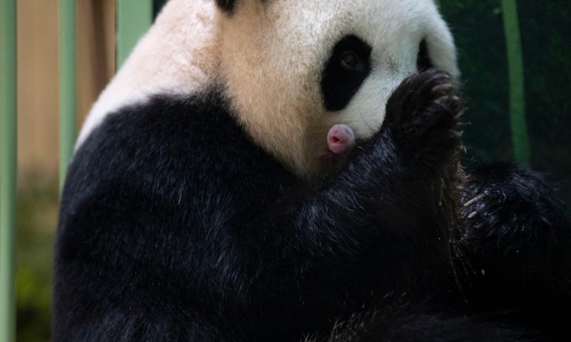 Huan Huan, a giant panda, is seen with one of its newly born twin cubs at the Beauval Zoo in Saint-Aignan, central France, Aug. 2, 2021. Huan Huan gave birth to twin cubs early Monday, announced the zoo. (Beauval Zoo/Handout via Xinhua)
