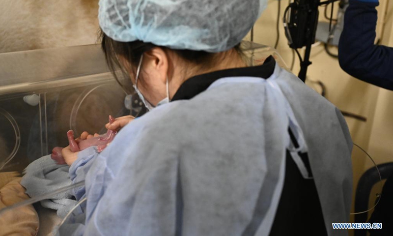 A staff member takes care of a newly born giant panda cub at the Beauval Zoo in Saint-Aignan, central France, Aug. 2, 2021. Huan Huan gave birth to twin cubs early Monday, announced the zoo. (Photo by Eric Baccega/Beauval Zoo/Handout via Xinhua)