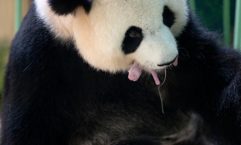 Huan Huan, a giant panda, is seen with one of its newly born twin cubs at the Beauval Zoo in Saint-Aignan, central France, Aug. 2, 2021. Huan Huan gave birth to twin cubs early Monday, announced the zoo. (Beauval Zoo/Handout via Xinhua)