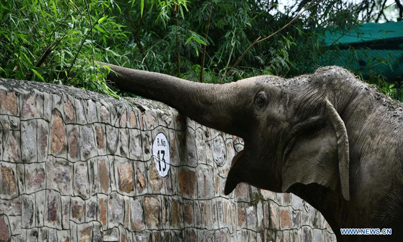Photo taken on Aug. 1, 2021 shows an elephant at its enclosure in the Delhi Zoo in India. The Delhi Zoo reopened to the public and provided online ticket booking service to visitors. (Xinhua/Partha Sarkar)