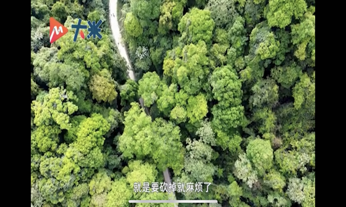 Ma Guoxiang, a farmer in Funing, Southwest China's Yunnan Province, has been guarding a endangered plant species for nearly 30 years. Under his efforts, the plants were saved from being chopped down. Some trees even grew as tall as 40 meters. They are so big that six people are needed to encircle the trunk. Photo: Sina Weibo