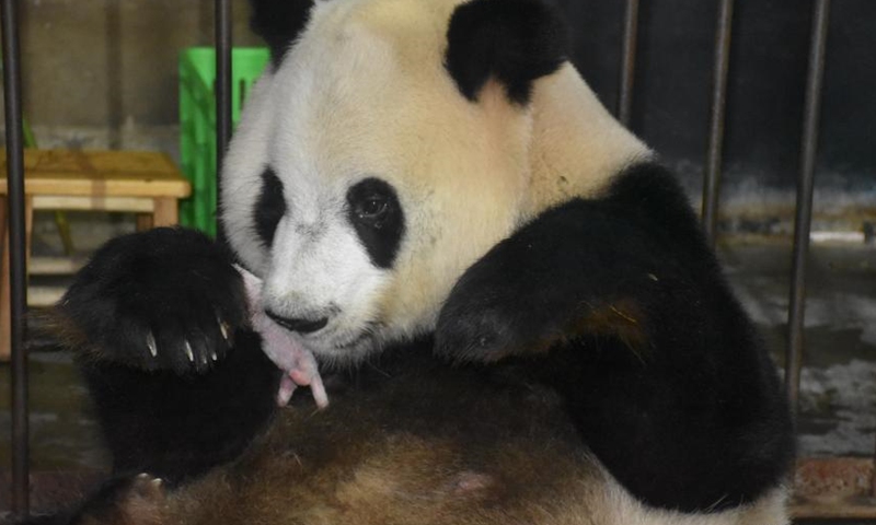 Giant panda Ya Ya carries newly born cubs in her arms at Qinling Panda Breeding Research Center in northwest China's Shaanxi Province, Aug. 2, 2021. (Photo/Shen Jiena) 