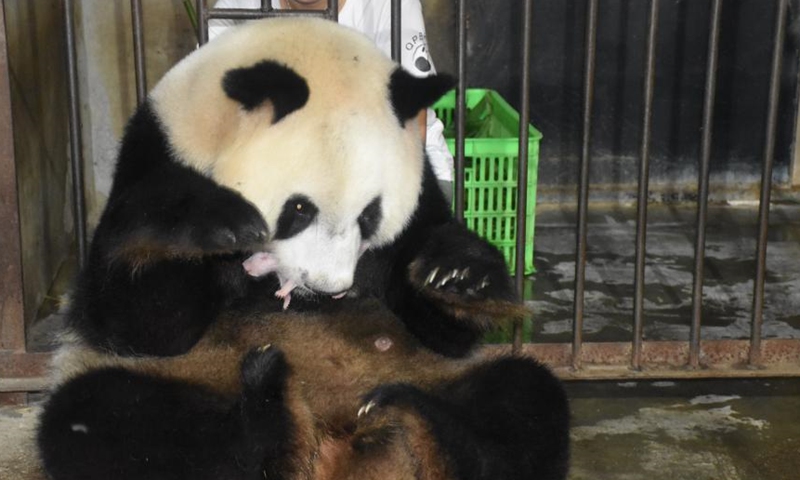 Giant panda Ya Ya carries newly born cubs in her arms at Qinling Panda Breeding Research Center in northwest China's Shaanxi Province, Aug. 2, 2021. (Photo/Shen Jiena) 

The panda gave birth to twin cubs at the research center Saturday. Both babies are healthy, with the female weighing 137 grams and the male 110 grams.
