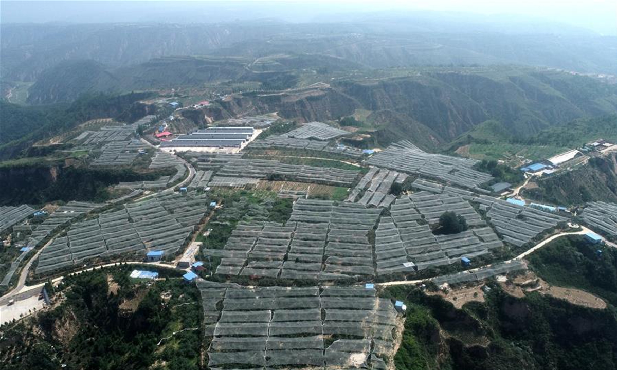 Aerial photo taken on July 29, 2020 shows an apple orchard in Liangjiahe Village of Yanchuan County in Yan'an, northwest China's Shaanxi Province. Photo: Xinhua