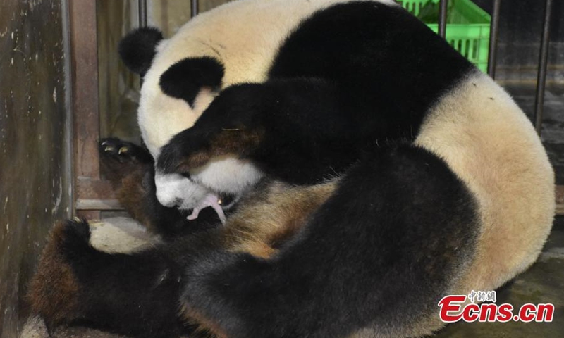 Giant panda Ya Ya carries newly born cubs in her arms at Qinling Panda Breeding Research Center in northwest China's Shaanxi Province, Aug. 2, 2021. (Photo/Shen Jiena) 