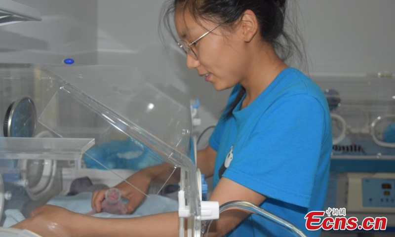 A staff worker conducts physical examination for giant panda cubs at Qinling Panda Breeding Research Center in northwest China's Shaanxi Province, Aug. 2, 2021. (Photo/Shen Jiena)
