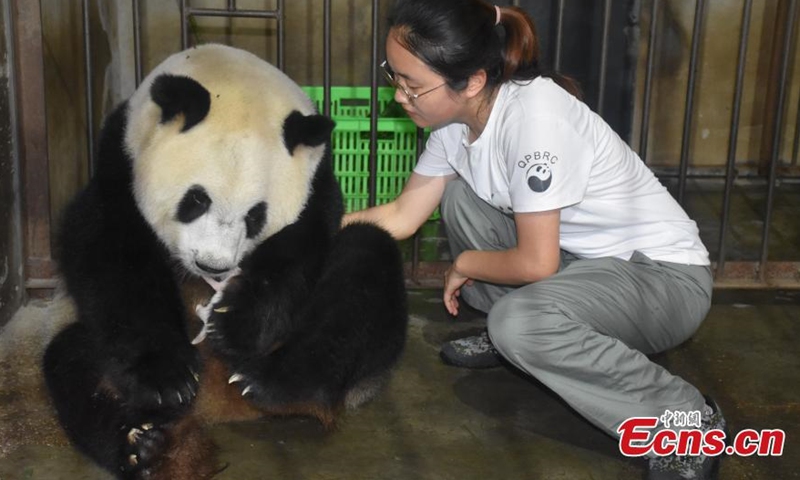 A staff worker assists Ya Ya with breastfeeding at Qinling Panda Breeding Research Center in northwest China's Shaanxi Province, Aug. 2, 2021. (Photo/Shen Jiena)
