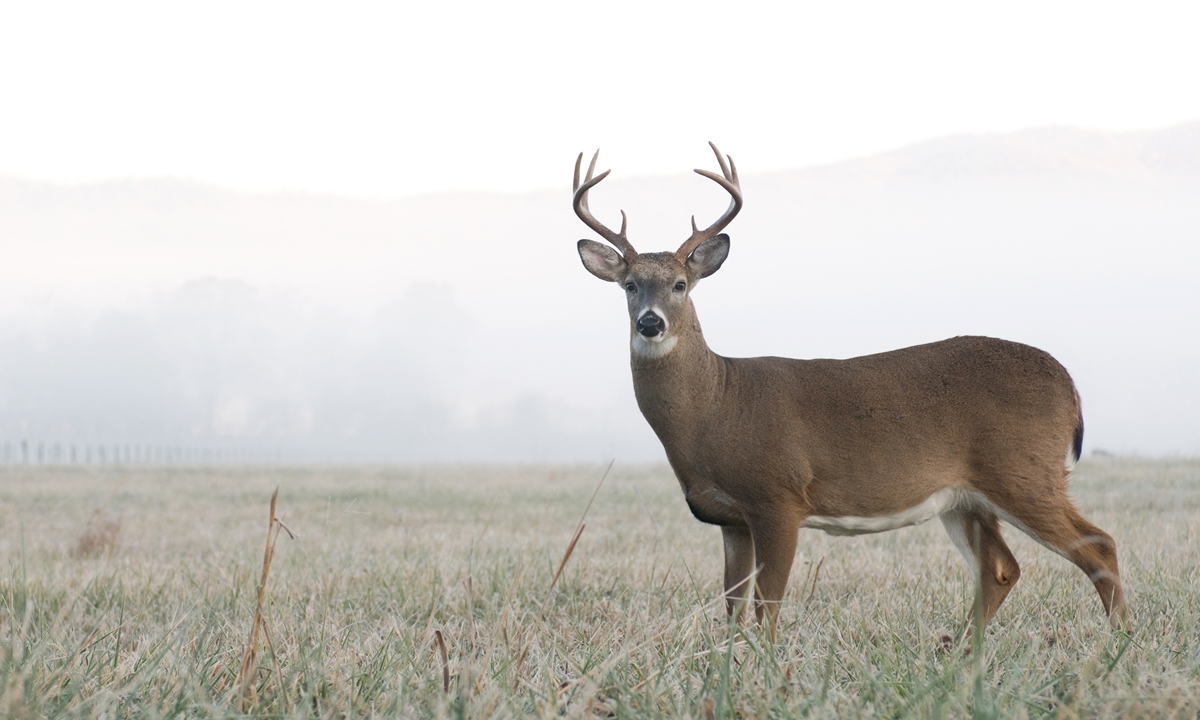 Deer. Photo: VCG