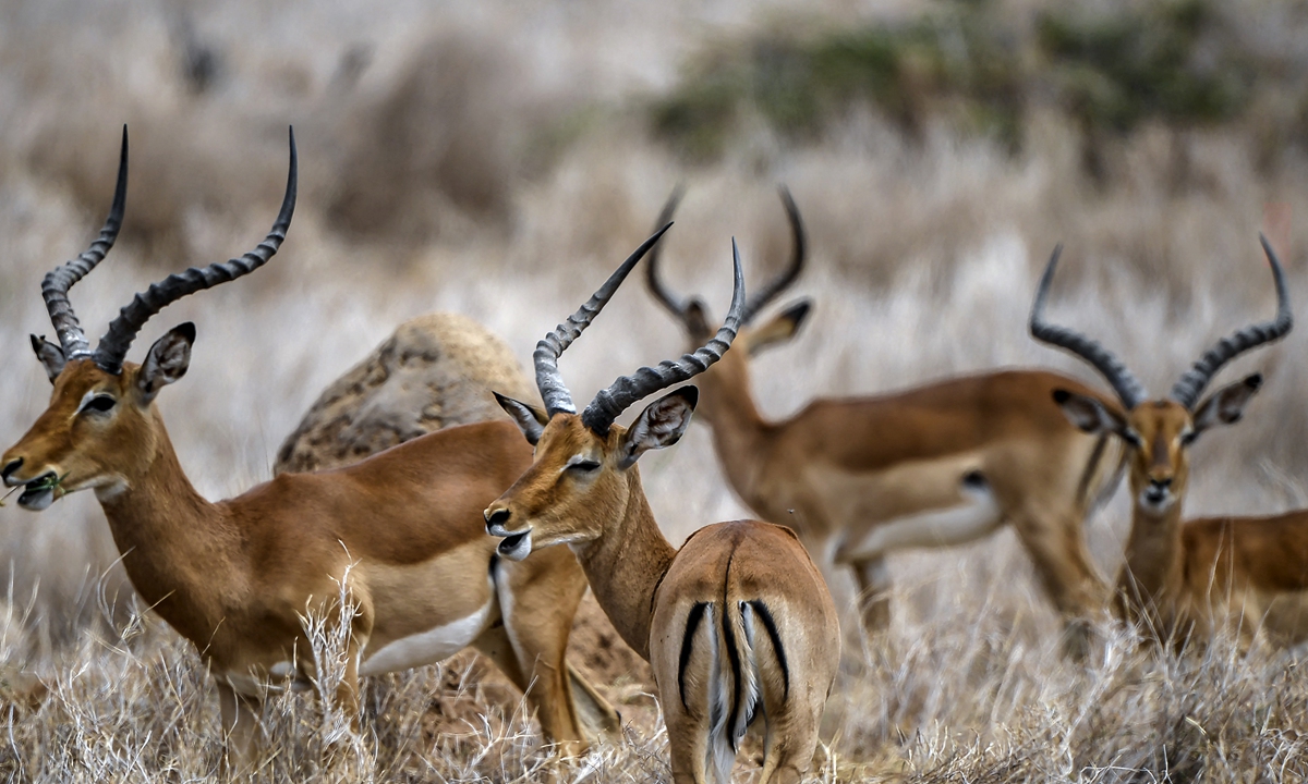 Animals rest in the Lewa Wildlife Conservancy's savanna in Kenya on July 17 as the Kenya Wildlife Service conducts a wildlife count. Photos: AFP