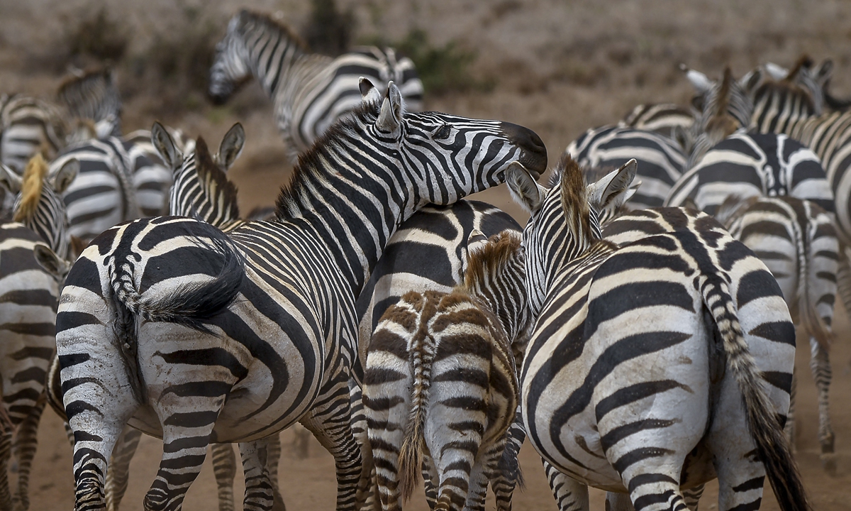 Animals rest in the Lewa Wildlife Conservancy's savanna in Kenya on July 17 as the Kenya Wildlife Service conducts a wildlife count. Photos: AFP