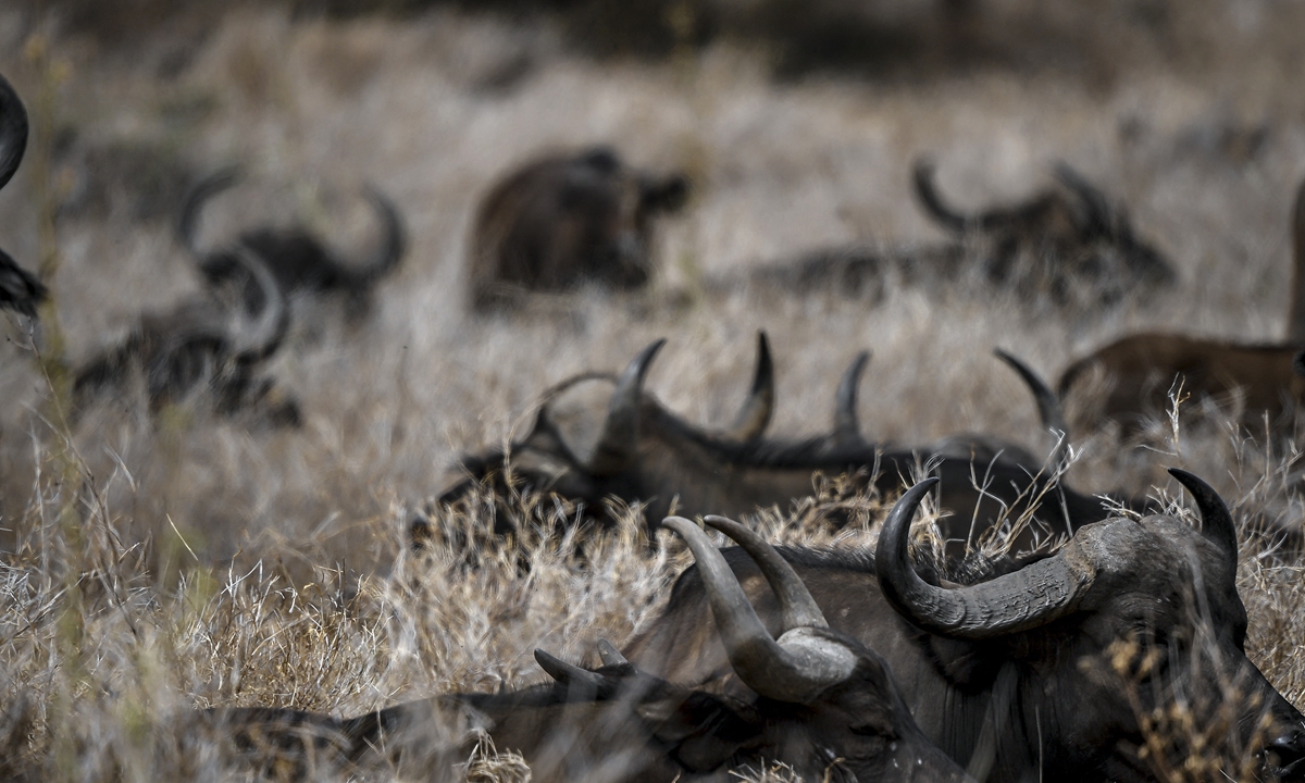 Animals rest in the Lewa Wildlife Conservancy's savanna in Kenya on July 17 as the Kenya Wildlife Service conducts a wildlife count. Photos: AFP