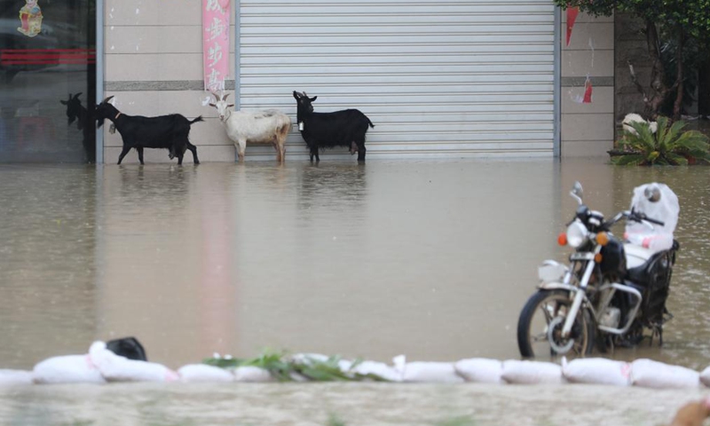 Three lambs take shelter from the rain outside a residential house in Dongyao Village of Xiamen, southeast China's Fujian Province, Aug. 5, 2021. Typhoon Lupit made its second landfall on Thursday in Fujian Province, bringing heavy downpours and forcing the evacuation of thousands. The local government has initiated an emergency response to flood and waterlogging amid torrential rains brought by Lupit.Photo:Xinhua