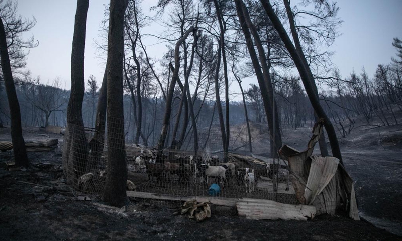 Photo taken on Aug. 5, 2021 shows sheep standing in a burned settlement in the forest aftermath of a wildfire in the north of Evia island, Greece. Greek Prime Minister Kyriakos Mitsotakis said on Thursday evening that Greece is facing an extremely critical situation with multiple forest fires at the same time, while saving human lives is the government's top priority.Photo:Xinhua