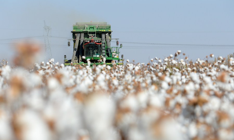 A reaper harvests cotton in a field in Manas County of northwest China's Xinjiang Uygur Autonomous Region, Oct. 17, 2020. Photo: Xinhua