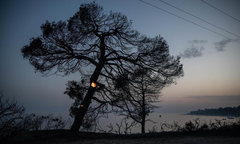 Photo taken on Aug. 5, 2021 shows fire burning inside the trunk of a tree next to a beach in the aftermath of a wildfire in the north of Evia island, Greece. Greek Prime Minister Kyriakos Mitsotakis said on Thursday evening that Greece is facing an extremely critical situation with multiple forest fires at the same time, while saving human lives is the government's top priority. Photo:Xinhua