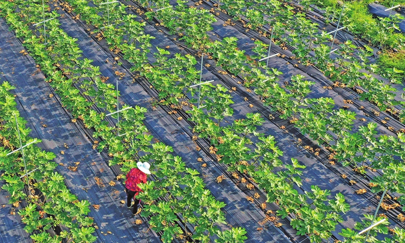 A farmer attends to fig trees at an ecological orchard in Xianju county, East China's Zhejiang Province on Monday. The county is pushing for large-scale farming of fig trees, among other local distinctive crops, which serve as an additional source of wealth for local farmers. Photo: cnsphoto
