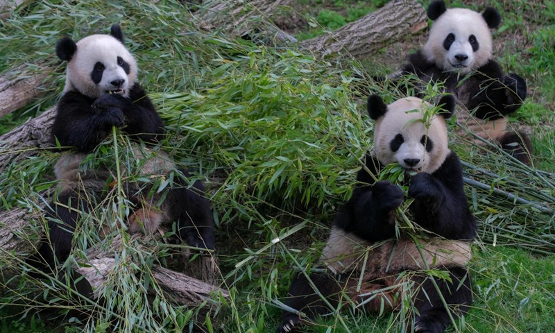 Giant panda Bao Di (R), Bao Mei (L) and their mother Hao Hao eat bamboo at the Pairi Daiza zoo in Brugelette, Belgium, Aug. 8, 2021. Giant panda twins Bao Di and Bao Mei celebrated their two-year birthday on Sunday at the Pairi Daiza zoo.(Photo: Xinhua)