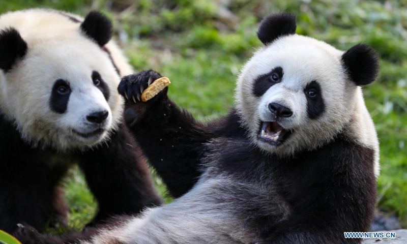 Giant panda Bao Mei (R) plays with its mother Hao Hao at the Pairi Daiza zoo in Brugelette, Belgium, Aug. 8, 2021. Giant panda twins Bao Di and Bao Mei celebrated their two-year birthday on Sunday at the Pairi Daiza zoo. (Photo: Xinhua)