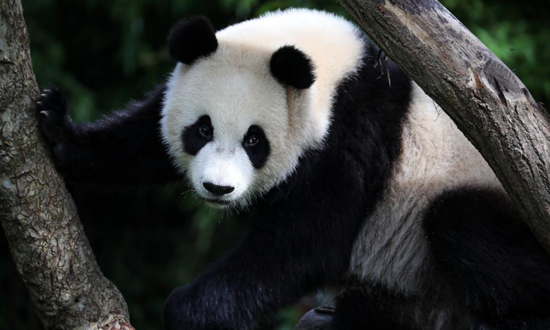 Giant panda Bao Mei climbs a tree at the Pairi Daiza zoo in Brugelette, Belgium, Aug. 8, 2021. Giant panda twins Bao Di and Bao Mei celebrated their two-year birthday on Sunday at the Pairi Daiza zoo.(Photo: Xinhua)