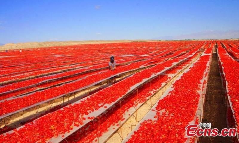 Tomatoes are dried in Yanqi Reclaimed Land, which is under the jurisdiction of Xinjiang Production and Construction Corps, China's Xinjiang Uygur Autonomous Region, on August 10, 2021. (Photo/ Bai Kebin)
60, 000 mu (4, 000 hectares) tomatoes cultivated in the reclaimed land enters harvest season. Workers are busy drying the ripe tomatoes on the boards.
