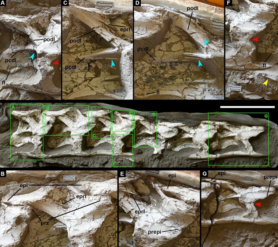 Photo: Courtesy of Chinese Academy of Sciences' Institute of Vertebrate Paleontology and Paleoanthropology