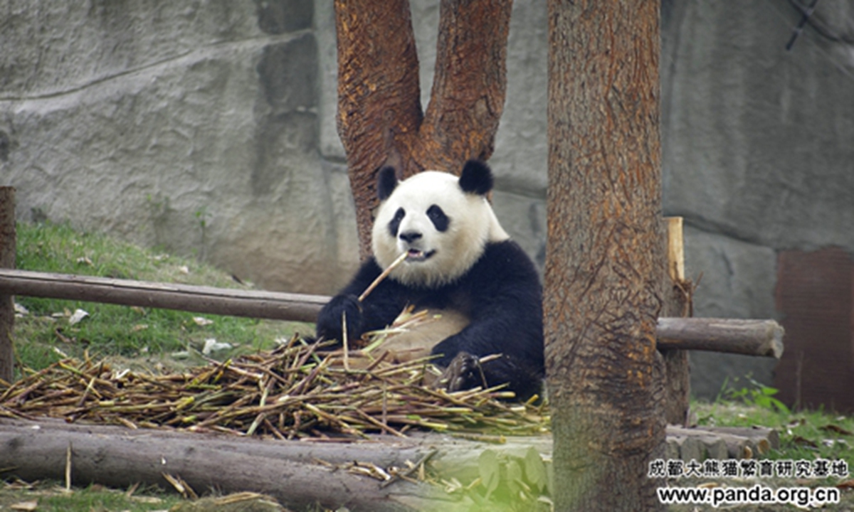Photo of panda Kelin 