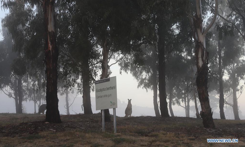 Photo taken on Aug. 15, 2021 shows kangaroos in thick fog in Canberra, Australia. (Xinhua/Liu Changchang)