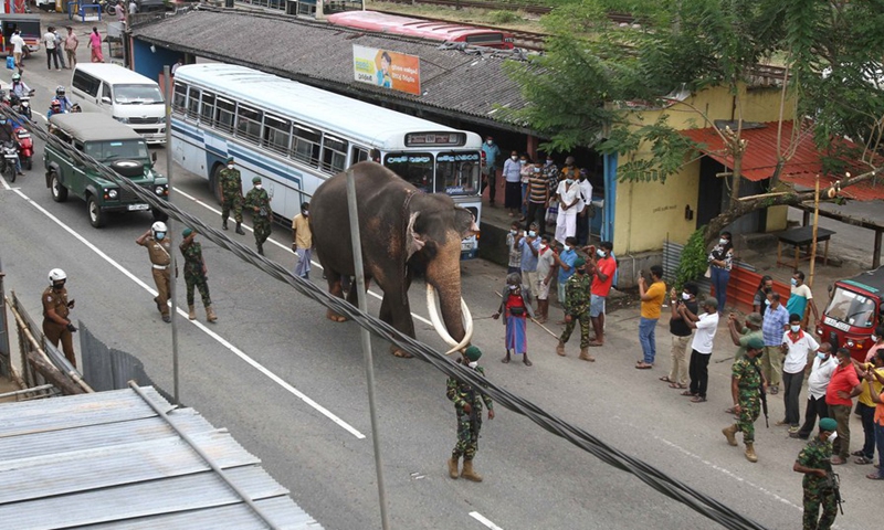 A royal elephant is seen passing Kadugannawa, a town nearby Kandy, Sri Lanka, on Aug. 11, 2021 to take part in the Kandy Esala Perahera.(Photo: Xinhua)