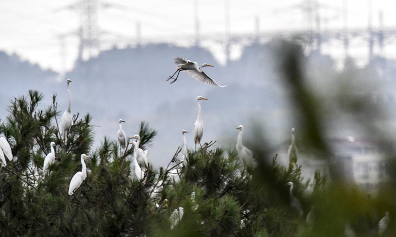 A flock of herons perch on trees in Wangjia Village of Sitang Township in Guilin City, south China's Guangxi Zhuang Autonomous Region, Aug. 12, 2021.Photo:Xinhua