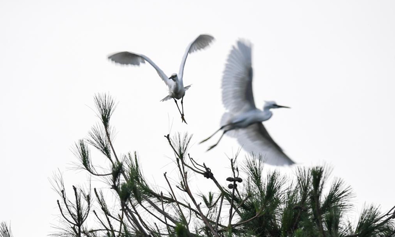 A flock of herons perch on trees in Wangjia Village of Sitang Township in Guilin City, south China's Guangxi Zhuang Autonomous Region, Aug. 12, 2021.Photo:Xinhua