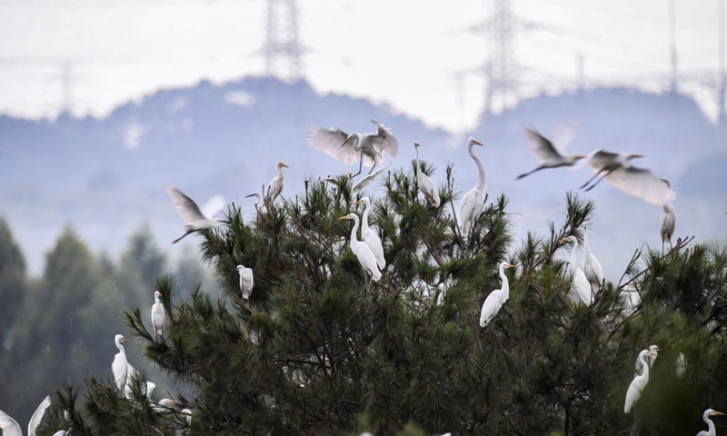 A flock of herons perch on trees in Wangjia Village of Sitang Township in Guilin City, south China's Guangxi Zhuang Autonomous Region, Aug. 12, 2021.Photo:Xinhua