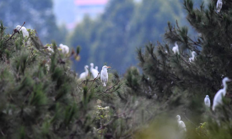 A flock of herons perch on trees in Wangjia Village of Sitang Township in Guilin City, south China's Guangxi Zhuang Autonomous Region, Aug. 12, 2021.Photo:Xinhua