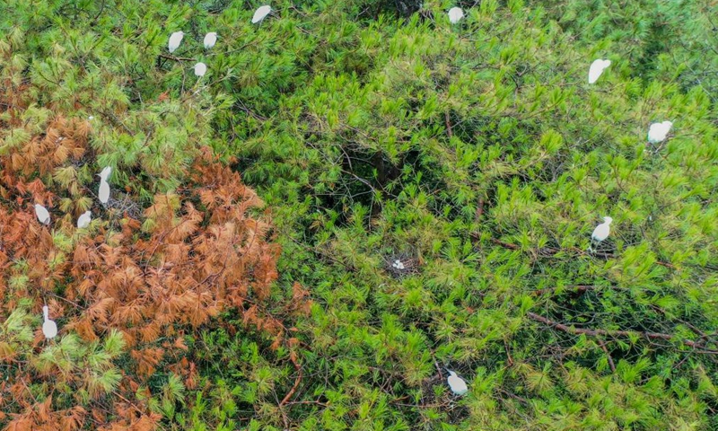 A flock of herons perch on trees in Wangjia Village of Sitang Township in Guilin City, south China's Guangxi Zhuang Autonomous Region, Aug. 12, 2021.Photo:Xinhua
