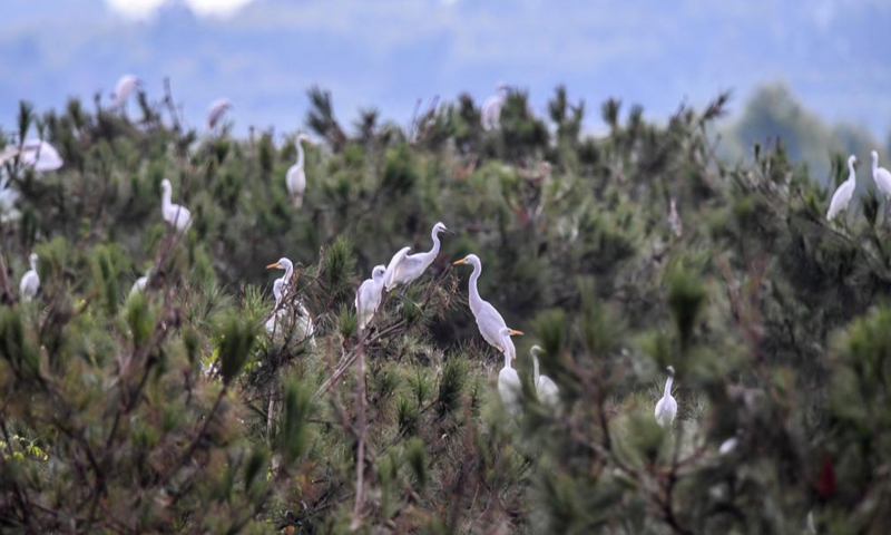 A flock of herons perch on trees in Wangjia Village of Sitang Township in Guilin City, south China's Guangxi Zhuang Autonomous Region, Aug. 12, 2021.Photo:Xinhua
