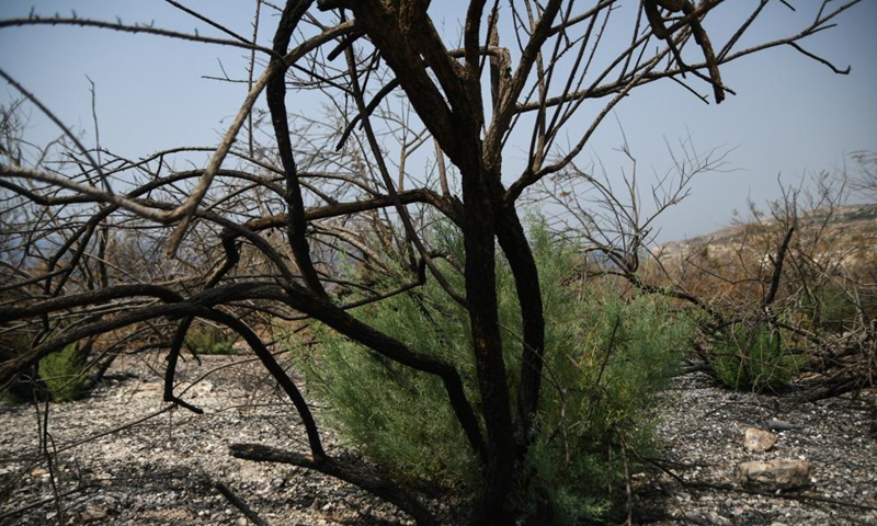 Photo taken on Aug. 12, 2021 shows burned bushes after a wildfire caused by high temperature in Siggiewi, Malta. Malta was hit by a heatwave which has swept across the Mediterranean Sea.Photo:Xinhua