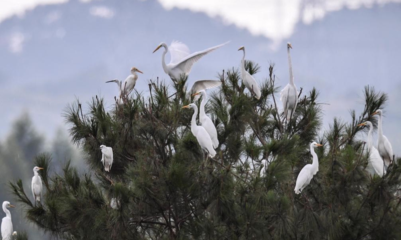 A flock of herons perch on trees in Wangjia Village of Sitang Township in Guilin City, south China's Guangxi Zhuang Autonomous Region, Aug. 12, 2021.Photo:Xinhua