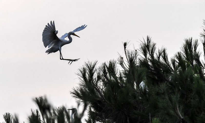 A flock of herons perch on trees in Wangjia Village of Sitang Township in Guilin City, south China's Guangxi Zhuang Autonomous Region, Aug. 12, 2021.Photo:Xinhua
