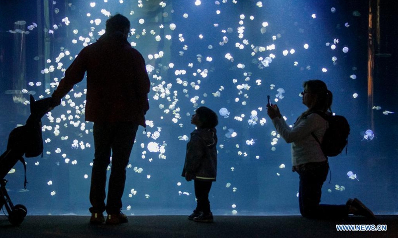 Visitors look at jellyfish at the Vancouver Aquarium in Vancouver, British Columbia, Canada, on Aug. 16, 2021. The Vancouver Aquarium reopened to the public on Monday after being closed for more than a year due to the COVID-19 pandemic. (Photo by Liang Sen/Xinhua)