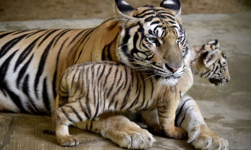 2 Royal Bengal Tiger cubs playing with mother at zoo - Global Times