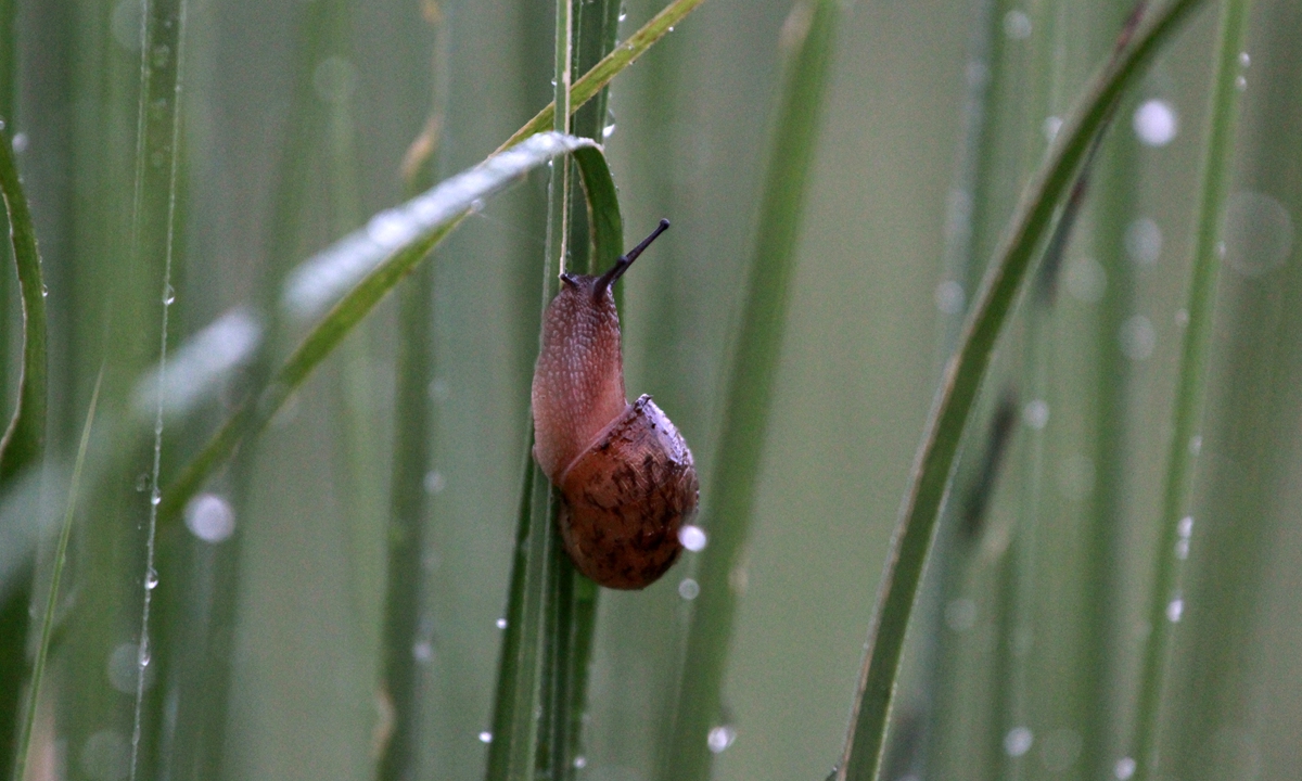 Snail Photo:IC
