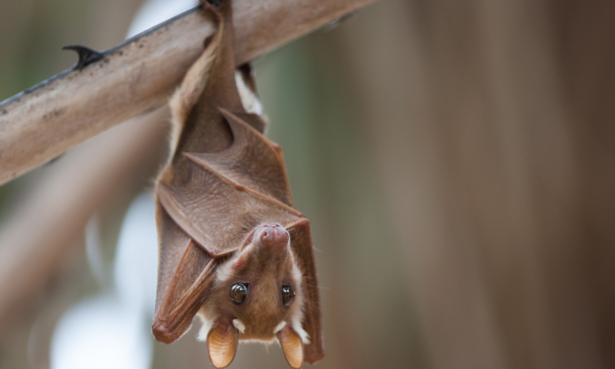 Bat. Photo: VCG