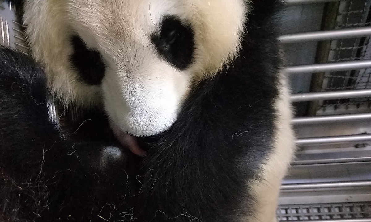 Hua Zuiba Photo: Courtesy of Chengdu Research Base of Giant Panda Breeding