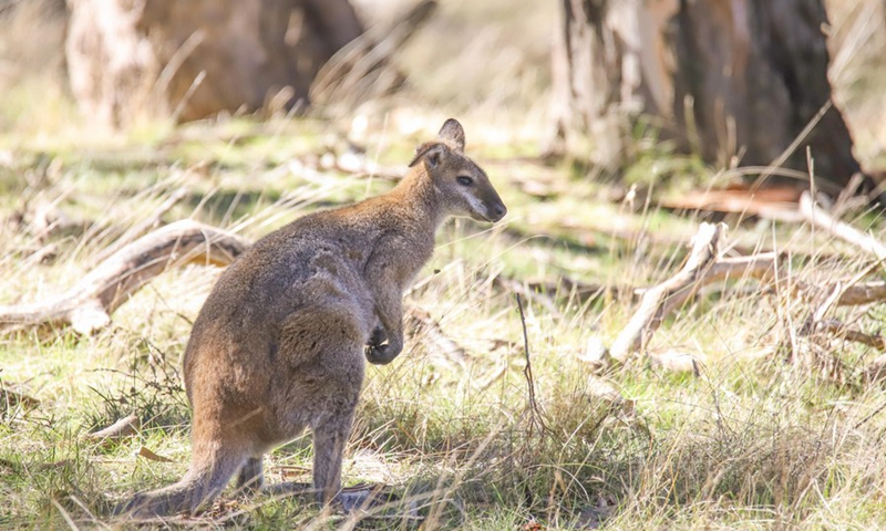 Photo taken on Aug. 12, 2021 shows a kangaroo in the Mulligans Flat Nature Reserve in Canberra, Australia.(Photo: Xinhua)