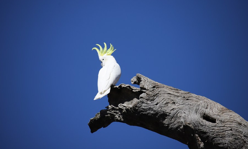 Photo taken on Aug. 12, 2021 shows a sulphur-crested cockatoo in the Mulligans Flat Nature Reserve in Canberra, Australia.(Photo: Xinhua)