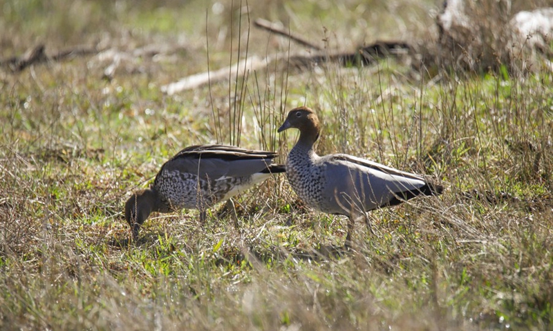 Photo taken on Aug. 12, 2021 shows two ducks walking in the Mulligans Flat Nature Reserve in Canberra, Australia.(Photo: Xinhua)
