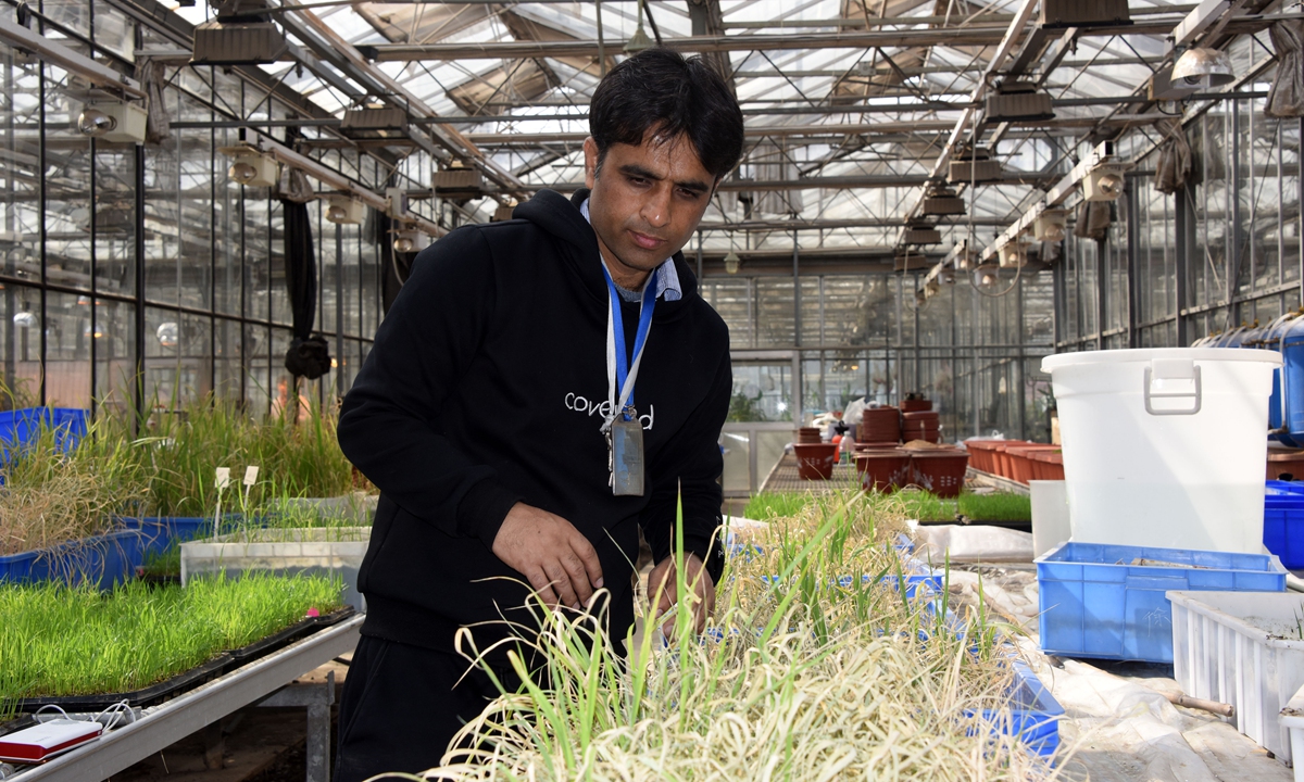 Pakistan researcher Shahzad Amir Naveed checks haloduric rice breeding in an experimental greenhouse in April 2019. China's Ministry of Science and Technology has sponsored young foreign professionals from BRI countries to travel to China for technology and cutlural exchange from 2013. Photo: cnsphoto