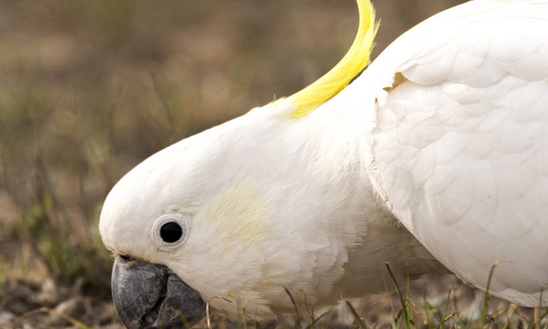 Photo taken on Aug. 12, 2021 shows a sulphur-crested cockatoo in the Mulligans Flat Nature Reserve in Canberra, Australia.(Photo: Xinhua)
